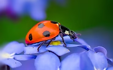 camera macro fotografiaza insecte